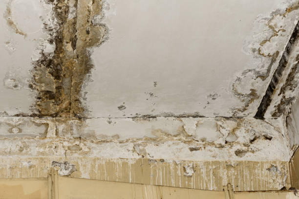 Best Forensic Mold Investigation  in Spring Hill, TN